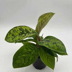 Homalomena Camouflage