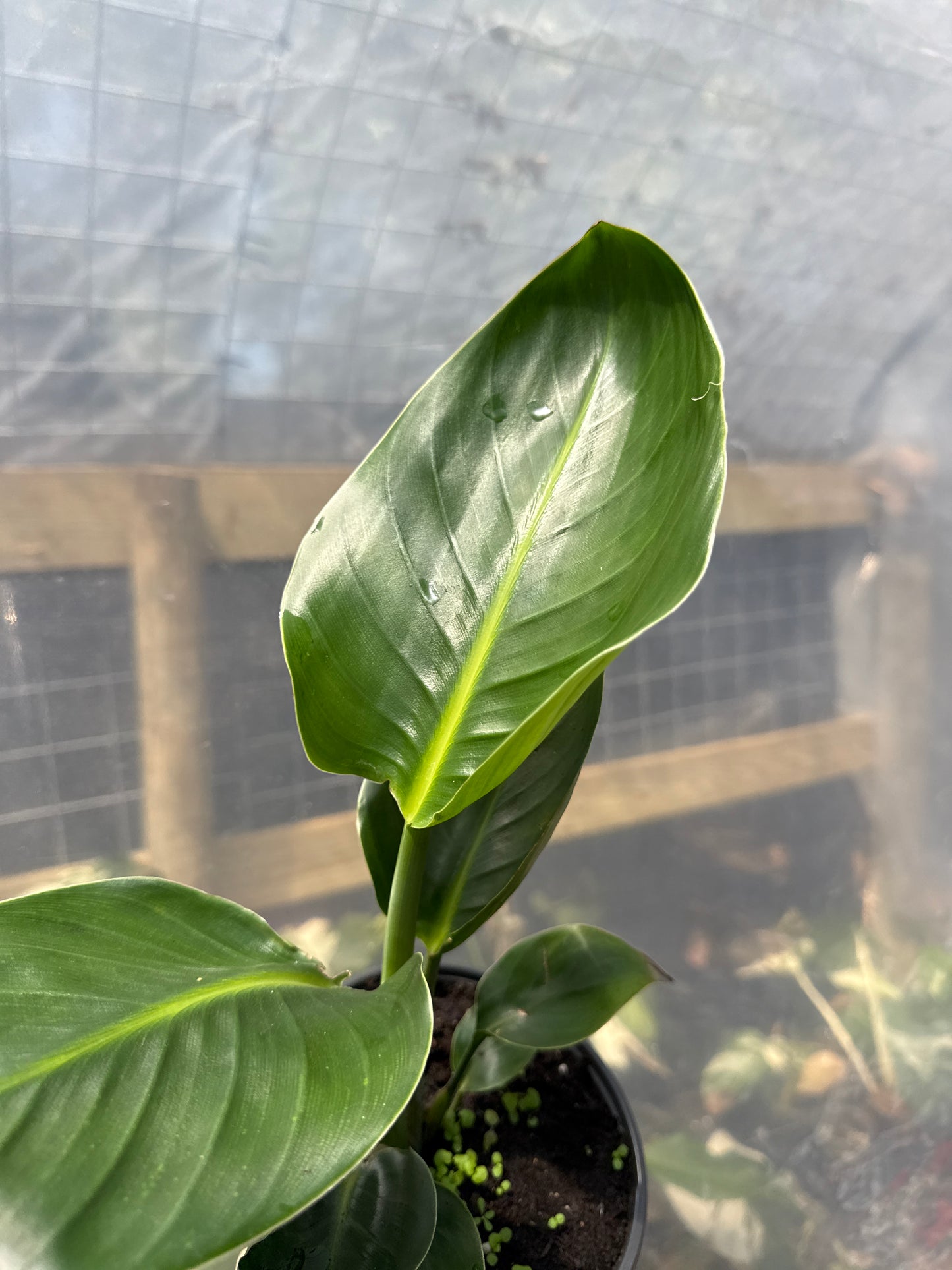 Bird of paradise 6" pot