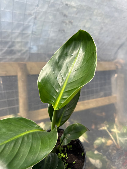 Bird of paradise 6" pot