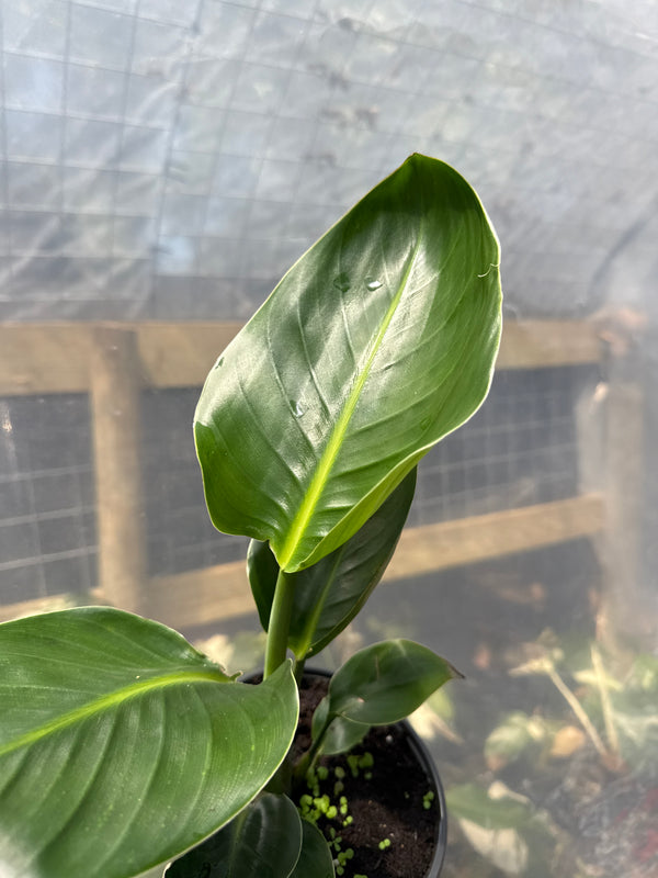 Bird of Paradise