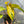 Philodendron Painted Lady