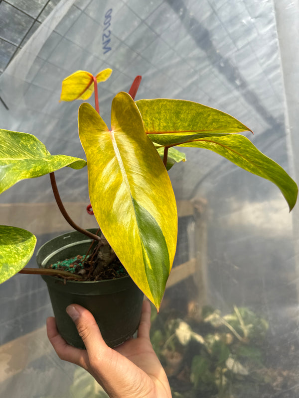 Philodendron Painted Lady