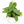 Philodendron Red Emerald