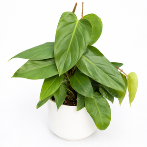 Philodendron Red Emerald