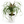 Ponytail Palm