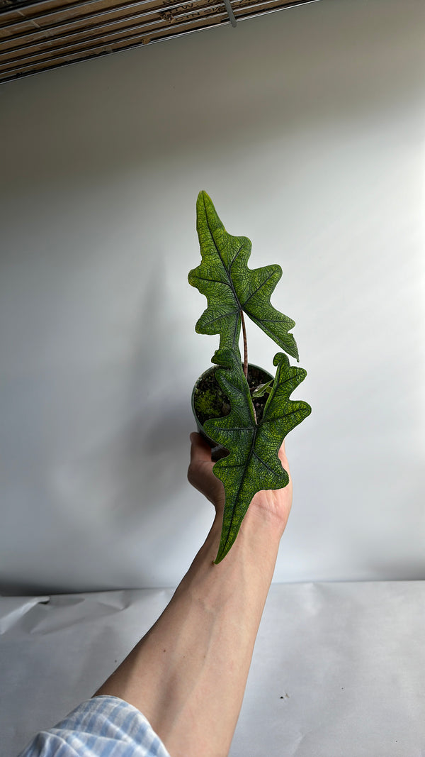 Alocasia Jacklyn