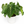 Philodendron Gloriosum