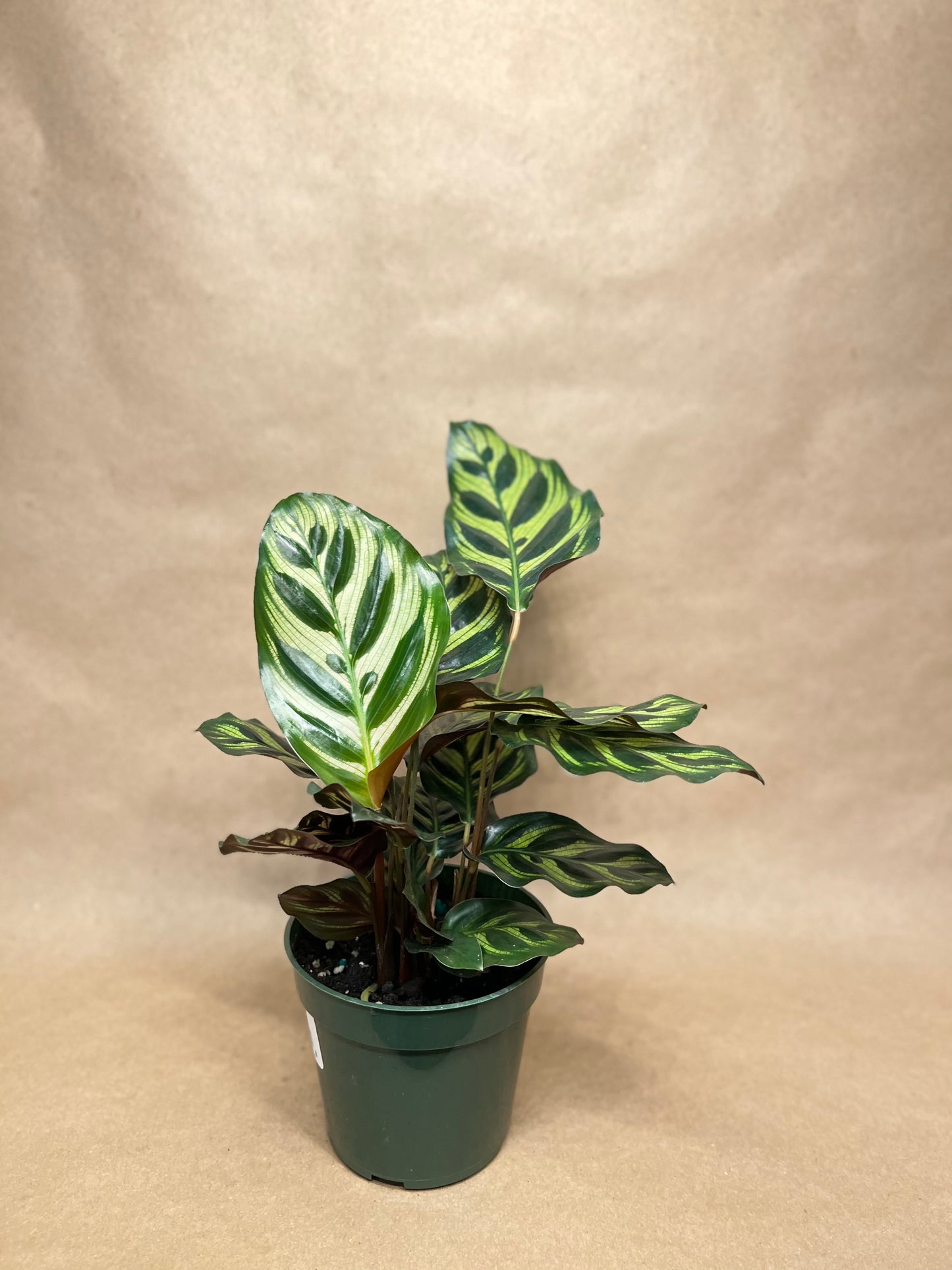 Calathea Makoyana 4”