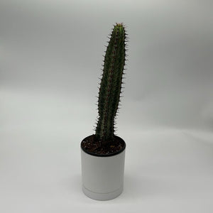Variegated Euphorbia Candelabra 4” Pot – Rare Variegated Succulent live plant