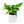 Epipremnum Baltic Blue