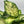 Dieffenbachia ‘Compacta’ 6” Pot – Variegated Tropical Indoor Houseplant live plant