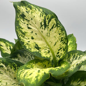 Dieffenbachia ‘Compacta’ 6” Pot – Variegated Tropical Indoor Houseplant live plant
