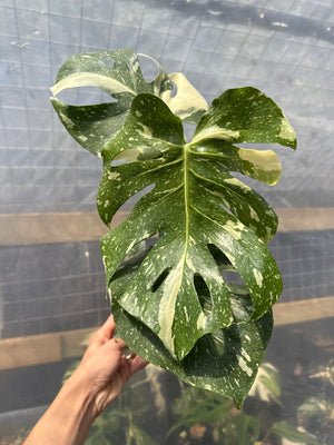 Monstera Thai Constellation