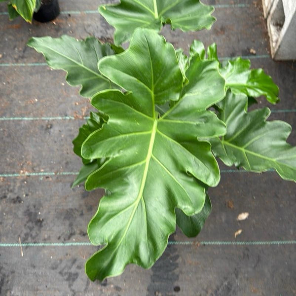 Philodendron Revolution