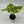 Alocasia gageana ‘Aurea’ 4” Pot – Rare Variegated Alocasia live plant