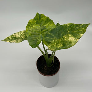 Alocasia gageana ‘Aurea’ 4” Pot – Rare Variegated Alocasia live plant