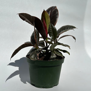Ficus Elastica Ruby