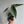 Alocasia Platinum