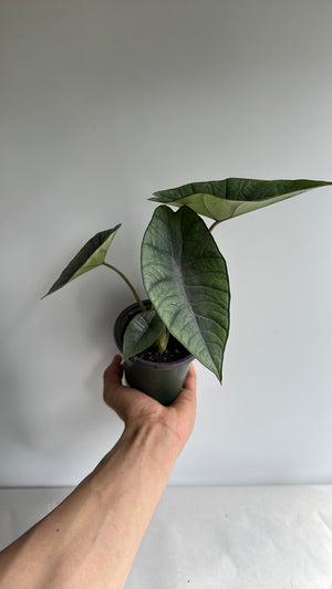 Alocasia Platinum