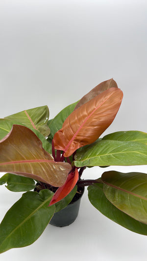 Philodendron  'Prince of Orange'