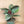 Calathea Ornatha (Pinstripe Plant)