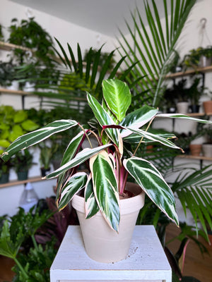 Calathea Trio Star