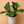Large Ficus Fiddle Leaf Fig