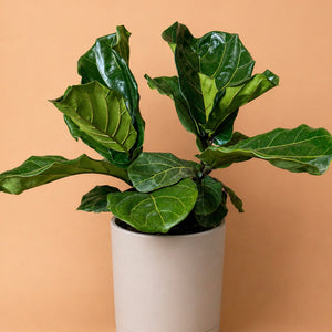 Large Ficus Fiddle Leaf Fig