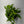 Pothos Shangri La