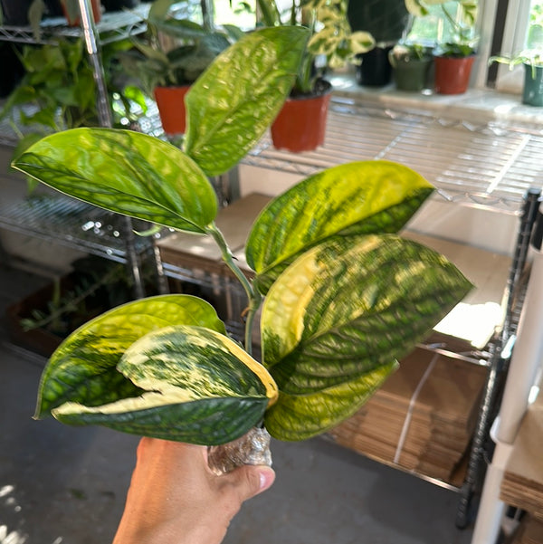 Variegated Monstera Peru