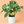 Large Monstera Thai Constellation