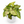Syngonium Pink Confetti