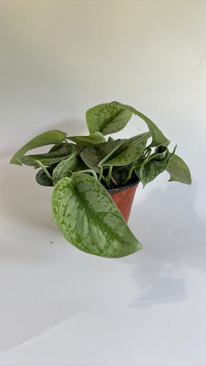 Pothos Silver 'Scindapsus Pictus'