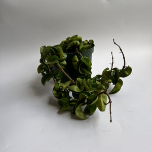 Hoya Hindu Rope