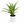 Aglaonema ‘Cutlass’
