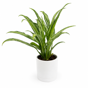 Aglaonema ‘Cutlass’