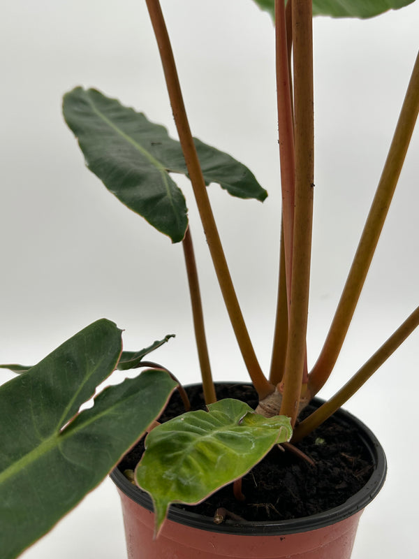 Philodendron Billitie 6” pot