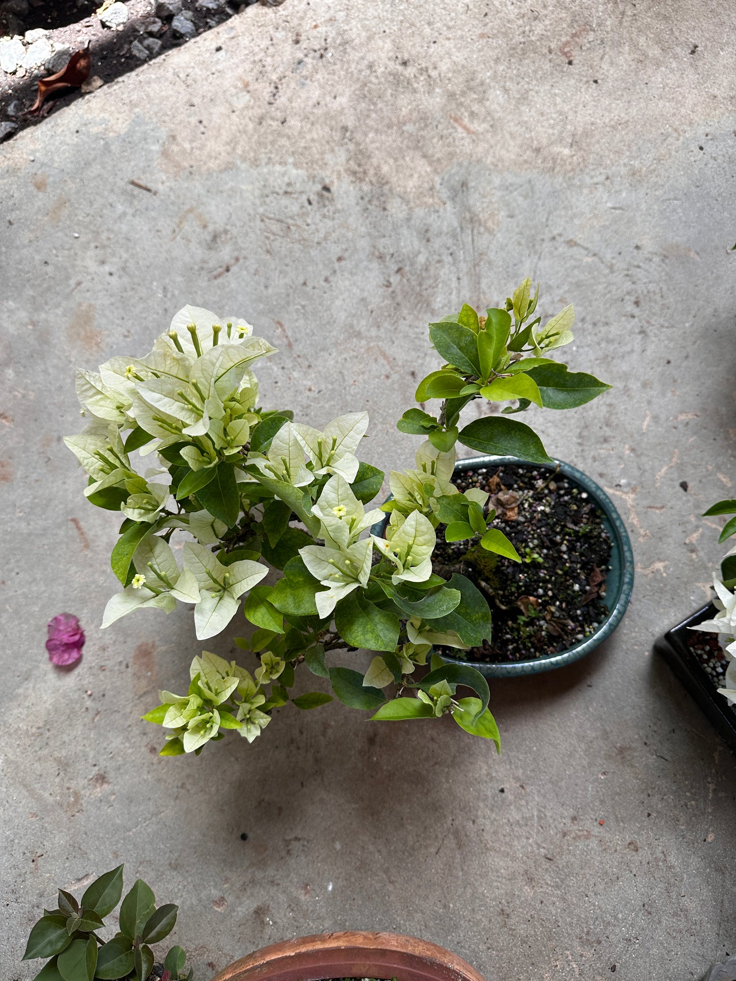 Invoice Jerusa white bougainvillea green pot