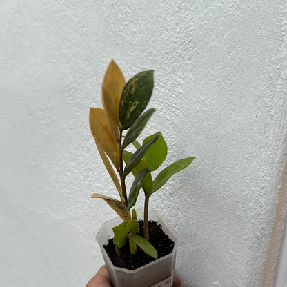 Variegated ZZ plant VZz9