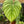 Philodendron McDowell
