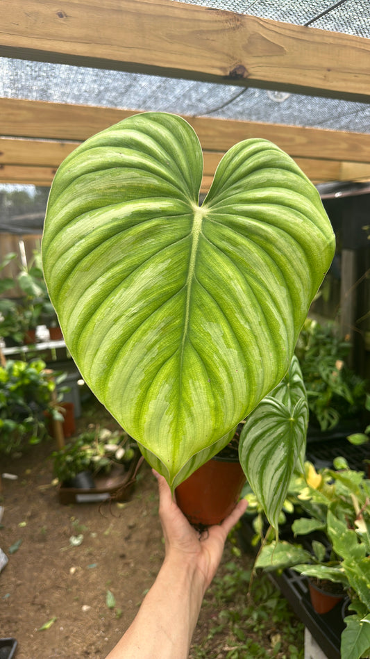 Philodendron Dean McDowell 6"