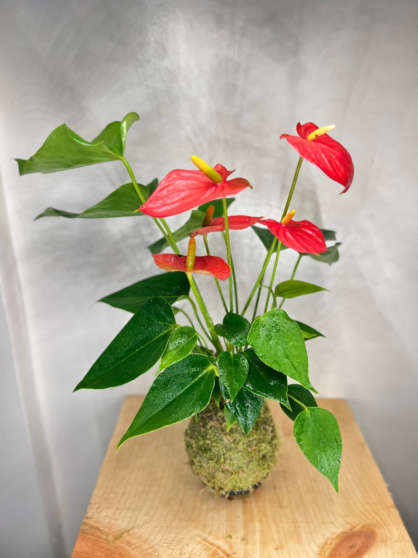 Anthurium AA1 Kokedama