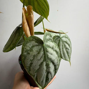 Philodendron Brandi