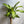 Brazilian Lucky Wood (Dracaena Massangeana)
