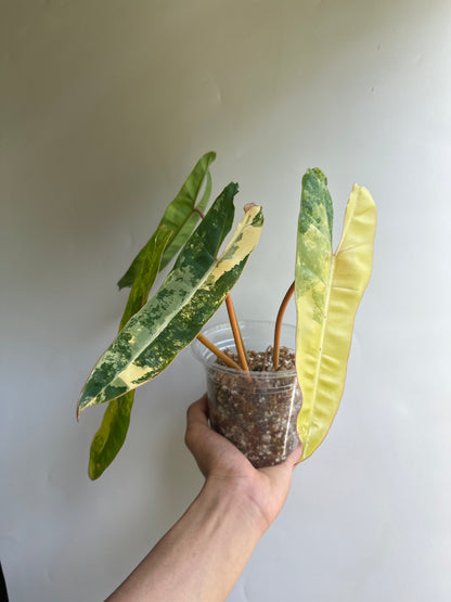 Philodendron billietiae variegated PBV8 *2 weeks import