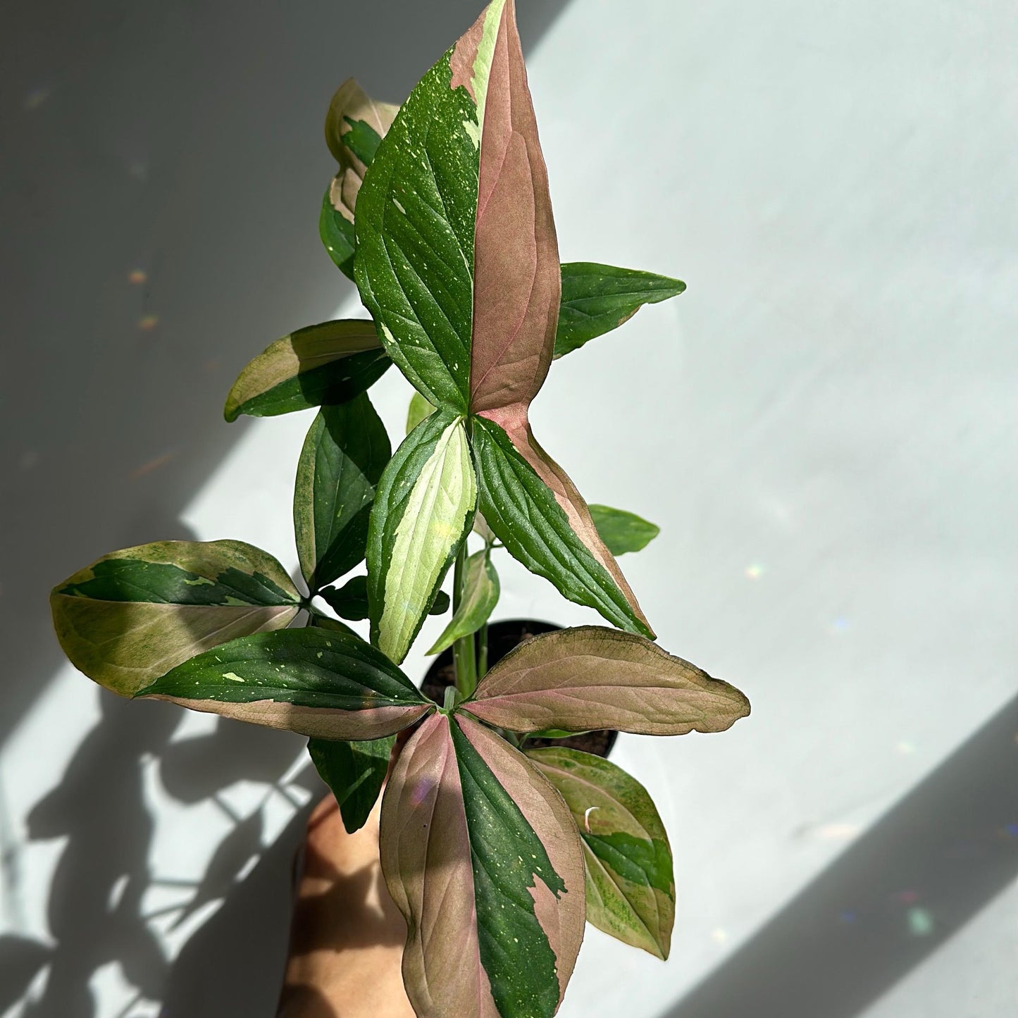 Syngonium Red spot Tricolors 6" pot - Rare Collector's Houseplant