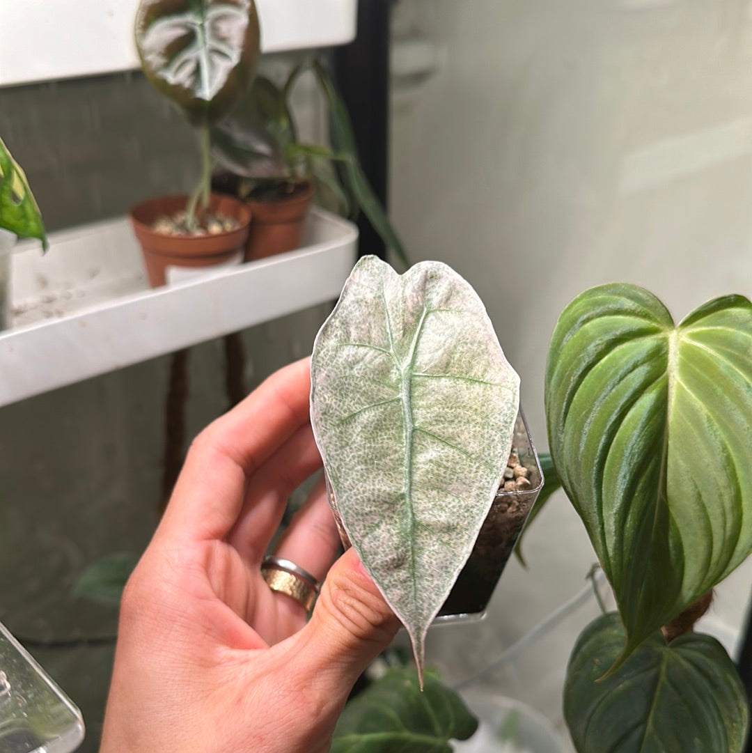 Variegated Alocasia Amazonica Pink Mint Vaa2 – Runoplants