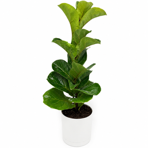 Large Ficus Fiddle Leaf Fig