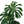 Monstera Thai Constellation