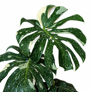 Monstera Thai Constellation